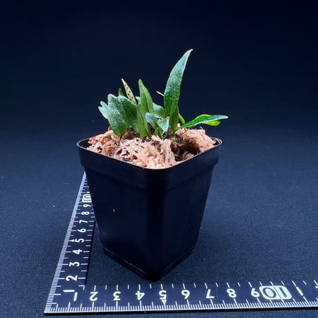 ミクログランマ sp.エクアドル
