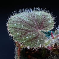 ベゴニア アンフィオクサス+フペルジア ゴエベリー ベゴニア・アンフィオクサス #5 : Blog: Living Tropically