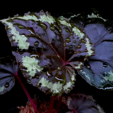 ベゴニア | STORES