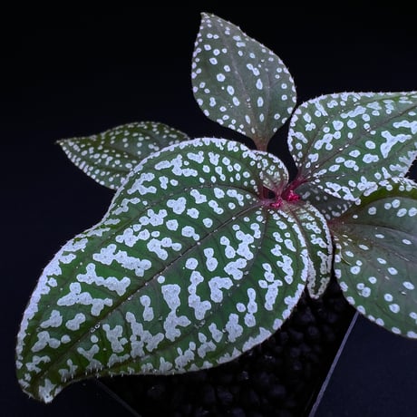 CATEGORY 【ソネリラ etc】 | MaCO frog design