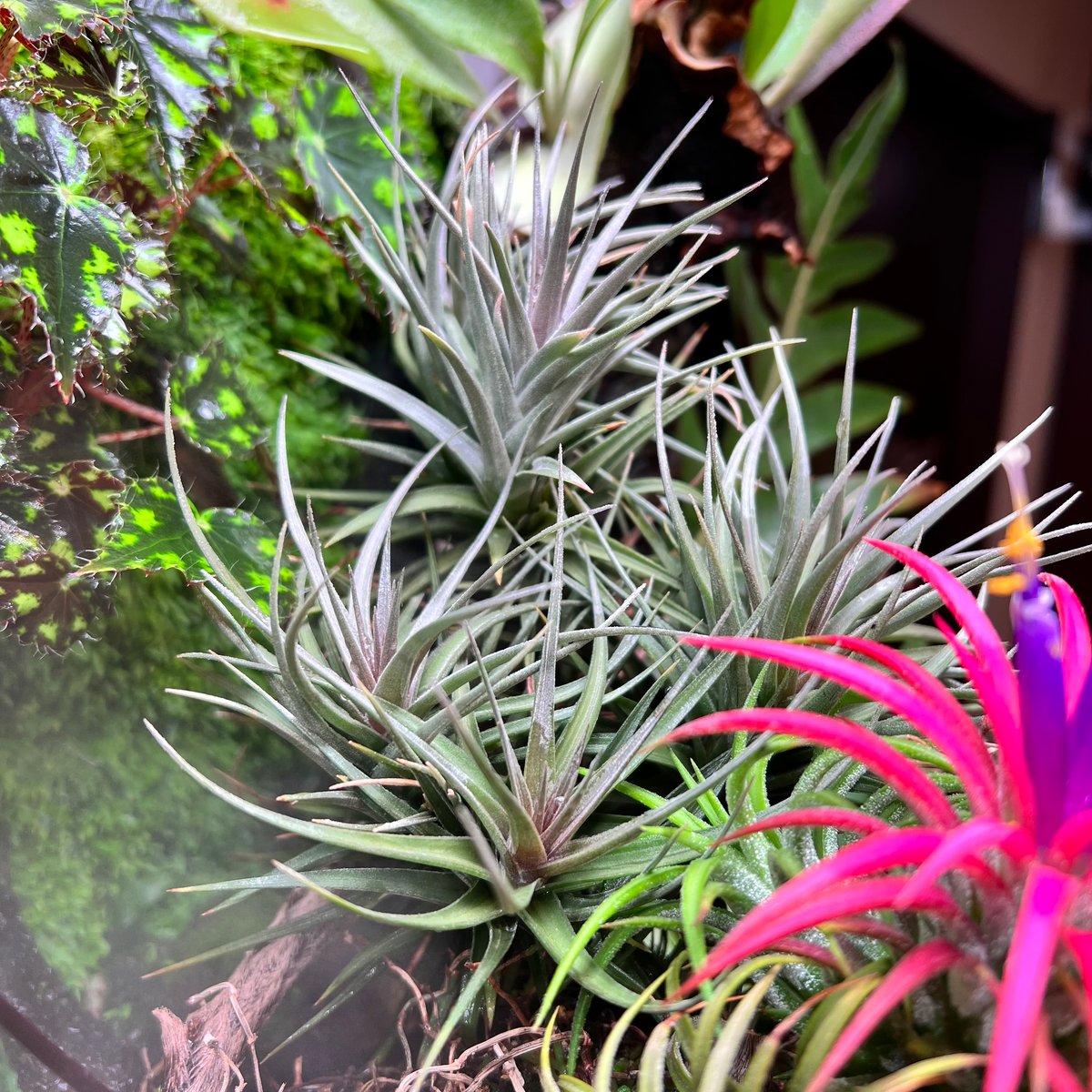 インディアナ グラス 社　ティエラ シャンティリー　ウランガラス インディアナ グラス 社 ティエラ シャンティリー ウランガラス