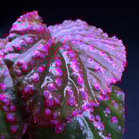 ベゴニア アンフィオクサス | MaCO frog design