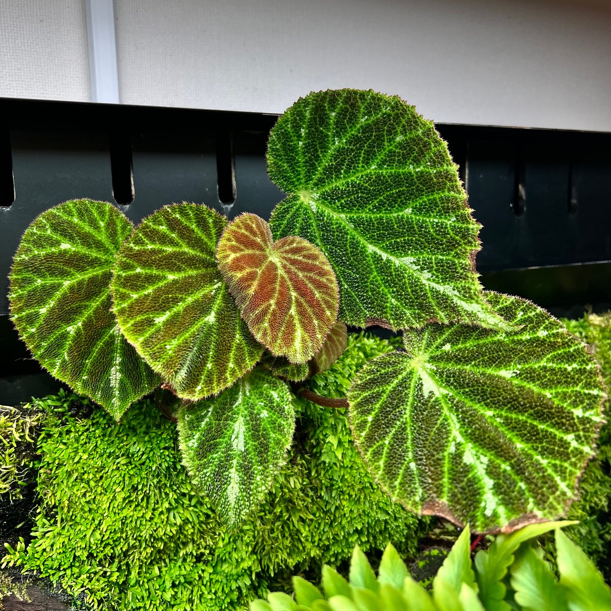 ベゴニア プスツラータ | MaCO frog design