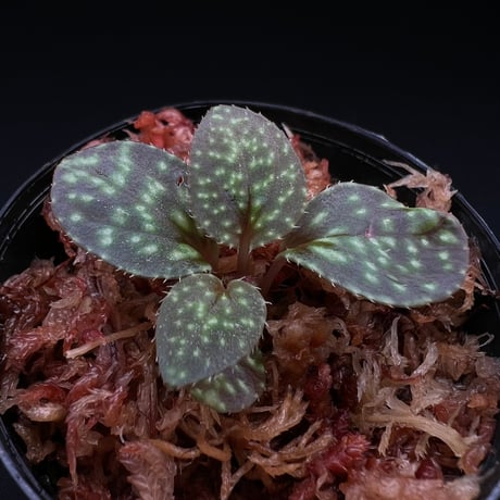 専用！希少！Melastoma sp.Ranau WWR便❣️メラストマ　ソネリラ 激アツ熱帯植物大量入荷！！】明日からGWフェア！！ | ヤドク