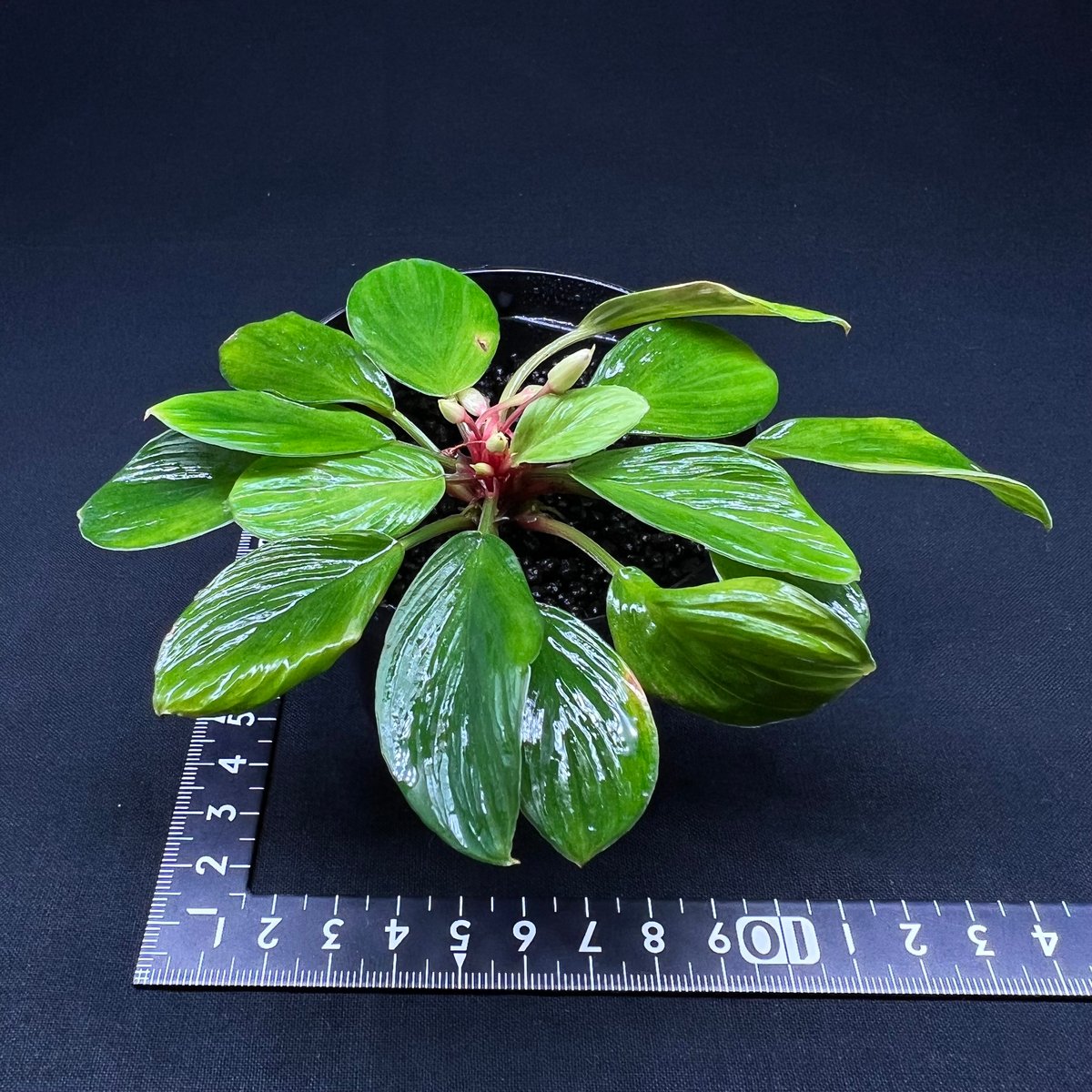 ホマロメナ sp. リアウ スマトラ | MaCO frog design