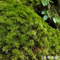シノブゴケ(カップ中)