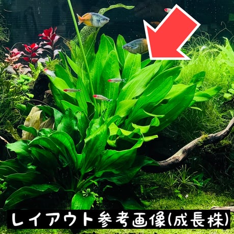 エキノドルス グイアネンシス(水中葉)
