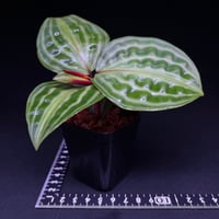 ゲオゲナンサス ウンダータス