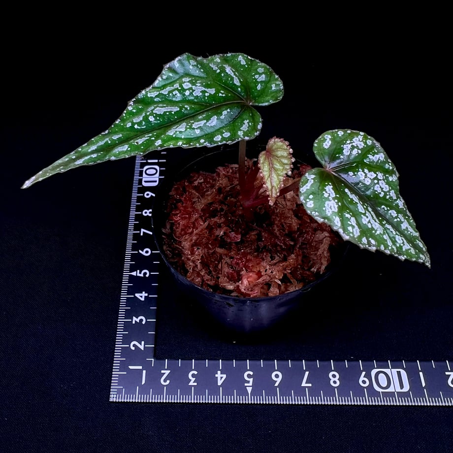 68676aa940ad5c7862c4abea