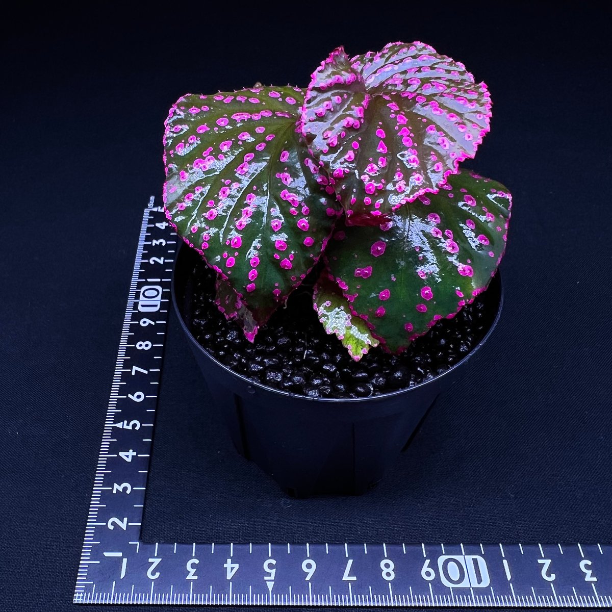 専用！Begonia sp. Sarikei サリケイ　ピンク美株❣️原種ベゴニア 専用！Begonia sp. Sarikei サリケイ ピンク美株❣️原種ベゴニア 専用