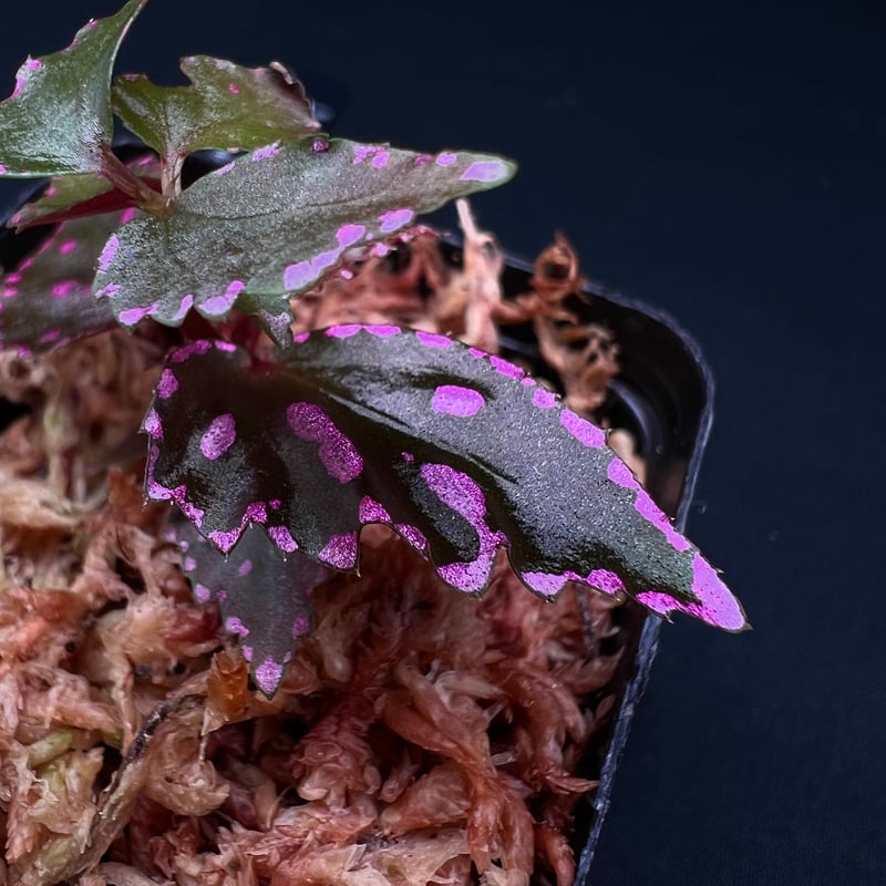 専用！Begonia sp. Julauベゴニア　ジュラウ ぼっち　濃色❣️A 専用！Begonia sp. Julauベゴニア ジュラウ ぼっち 濃色❣️A Begonia