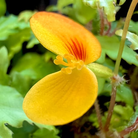 ベゴニア ウァンケルコウェニィ