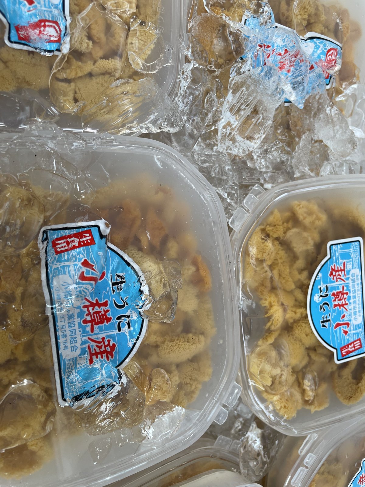 うにこん 朗堂】新製品発売情報 2025年6月発売予定 事業用コンテナ ZX45A