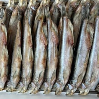 なまら貴重‼️北海道　北海道産　男ししゃも