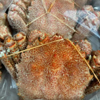 訳あり‼️北海道産冷凍毛蟹　約600g(冷凍発送のみ)