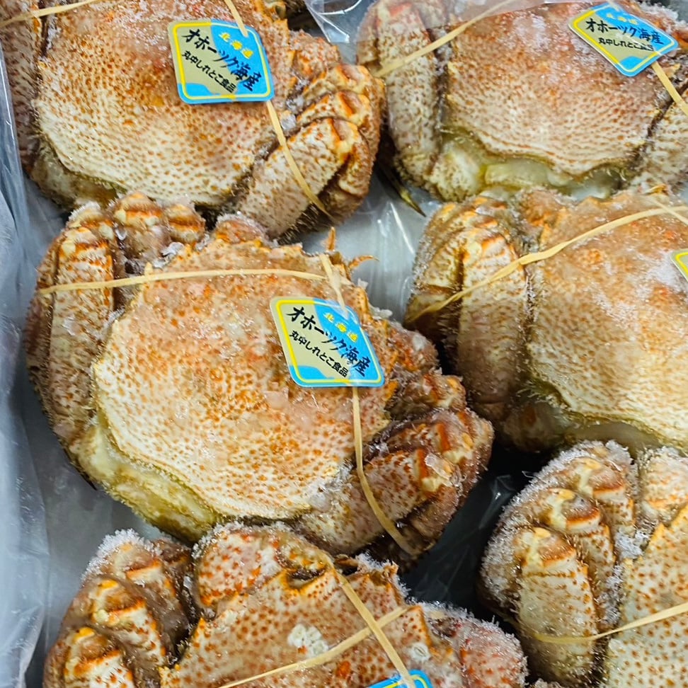 活き毛ガニ 北海道産 カニ 訳あり 300g-400g前後 2尾 毛蟹 毛がに 姿  