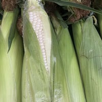 北海道産　白いとうきび (冷蔵発送のみ)