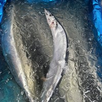 北海道産　2025新物‼️極上生サンマ大(冷凍) 1尾
