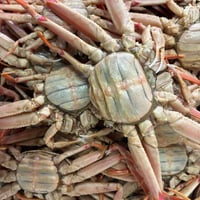 なまら安い‼️北海道産　女ズワイ蟹姿🦀