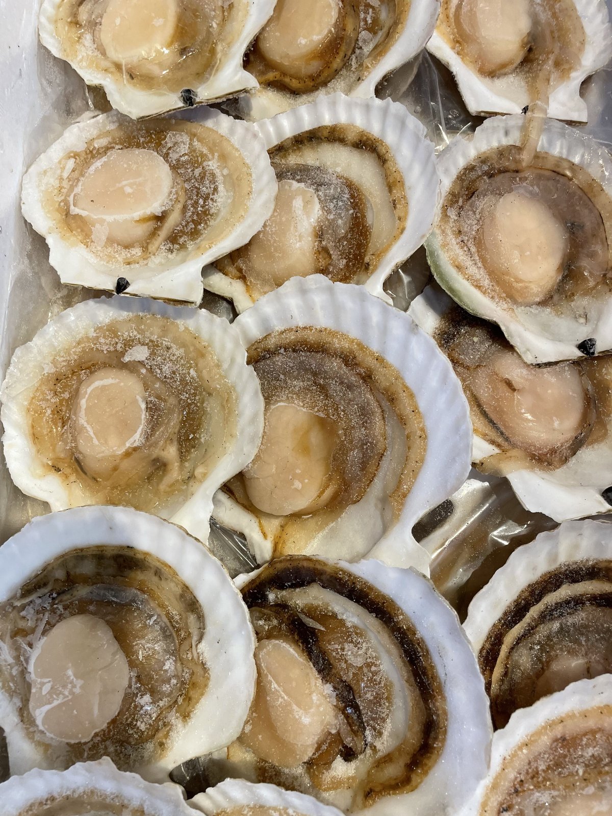 なまら安い‼️北海道産冷凍片貝(冷凍発送のみ) 10枚セット | おたる夢市場