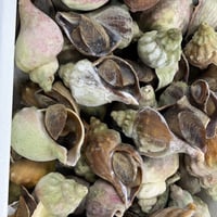 なんまら安い‼️北海道産冷凍青つぶ　1kg