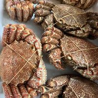 お待たせしました‼️BIG北海道産毛蟹 約600g〜700g🦀