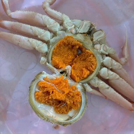 入荷‼️北海道産　女ズワイ蟹約1kg🦀