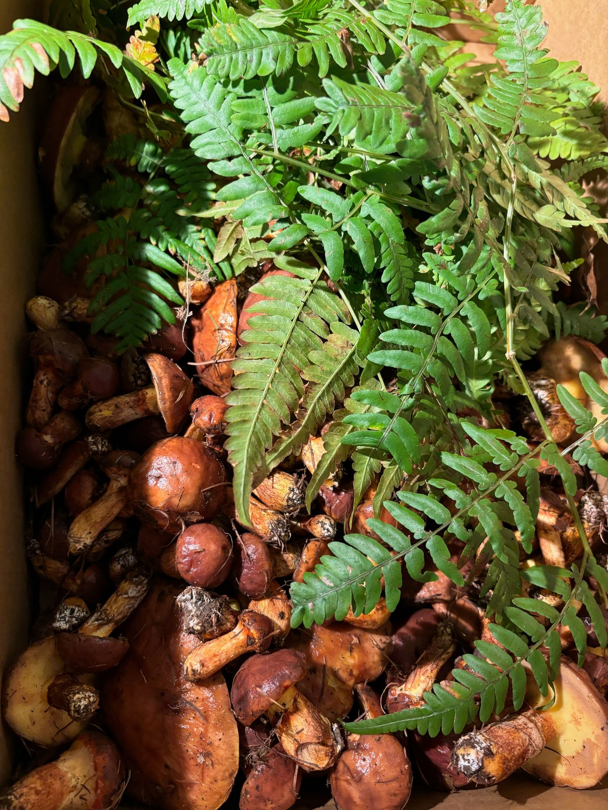 北海道産天然落葉キノコ🍂 500g (冷蔵発送のみ) | おたる夢市場