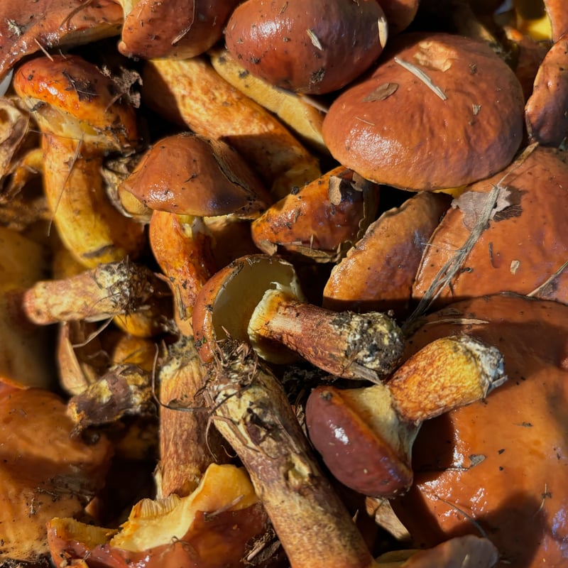 天然きのこ　Kaiyo様ご連絡　専用 天然きのこ Kaiyo様ご連絡 専用 okuaizushunsaikan-y_10000000a300gc