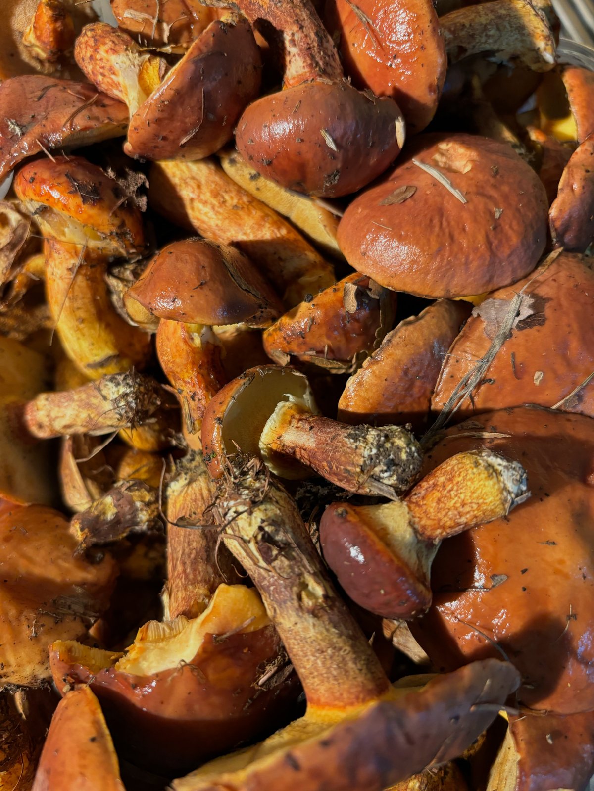 北海道産天然きのこチチタケtome3335様ご連絡ページ ☆チチタケ☆大量1