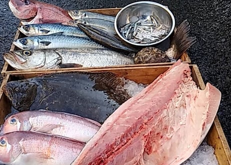新長崎漁港直送【旬のおまかせ鮮魚ボックス】5種以上