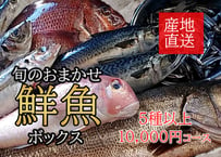 新長崎漁港直送【旬のおまかせ鮮魚ボックス】5種以上