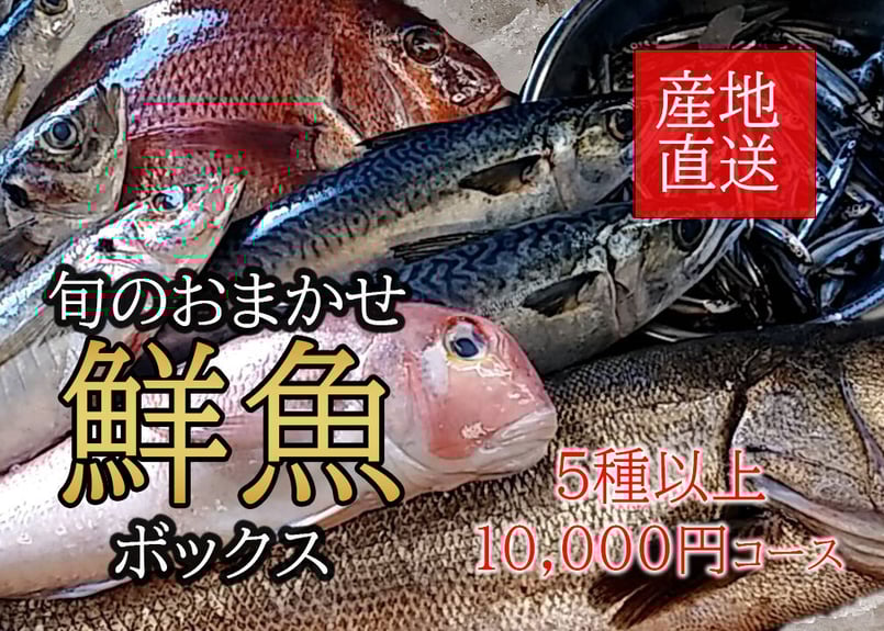 新長崎漁港直送【旬のおまかせ鮮魚ボックス】5種以上 | 長崎鮮魚ドットコム
