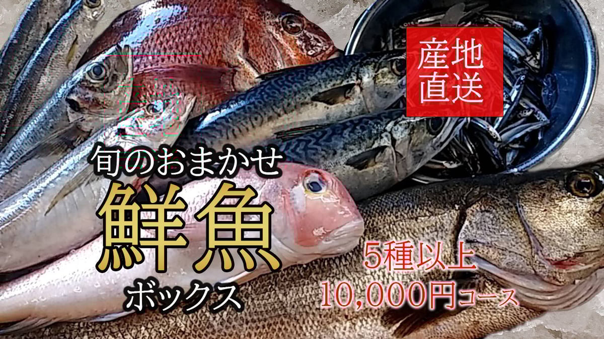 新長崎漁港直送【旬のおまかせ鮮魚ボックス】5種以上 | 長崎鮮魚ドットコム