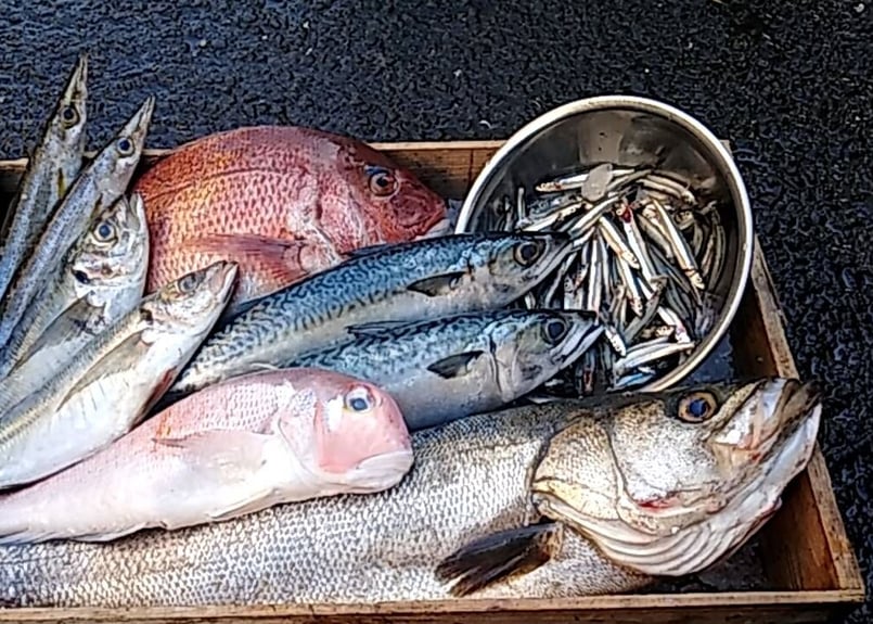 みーこさん専用 鮮魚box 魚屋の森さん】☆送料無料 国産商品 おまかせ鮮魚BOX 鮮魚