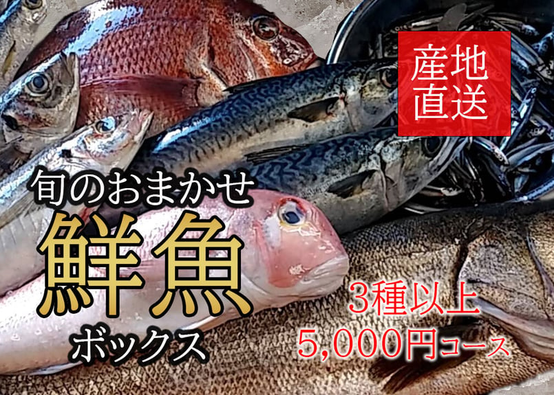 新長崎漁港直送【旬のおまかせ鮮魚ボックス】3種以上 | 長崎鮮魚ドットコム