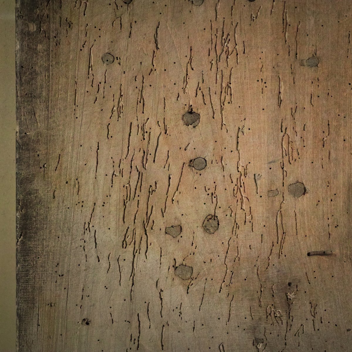 古い虫喰いの水盤 花瓶, 水盤, 園芸 | niguramu 古い虫喰いの水盤