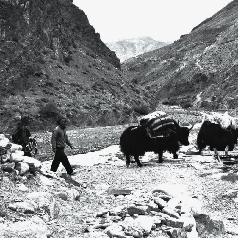 19世紀 チベット ヤクウール 手織り ラグマット / Tibetan Yak Wool Ha...