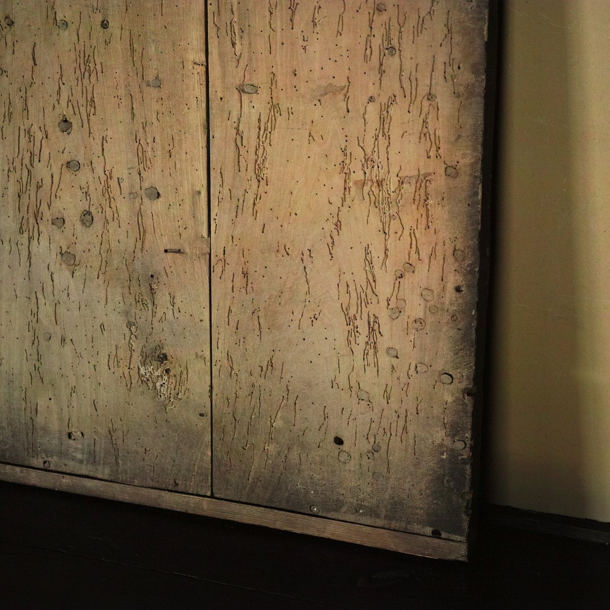 虫喰い跡が景色となった古い敷板 / 明治頃 | tsuchika
