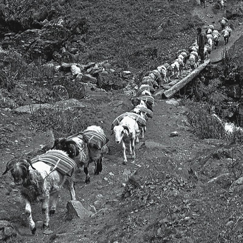 19世紀 チベット ヤクウール 手織り ラグマット / Tibetan Yak Wool Ha