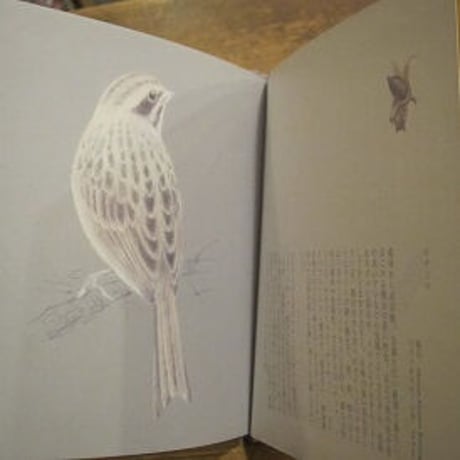 「小鳥ならば」