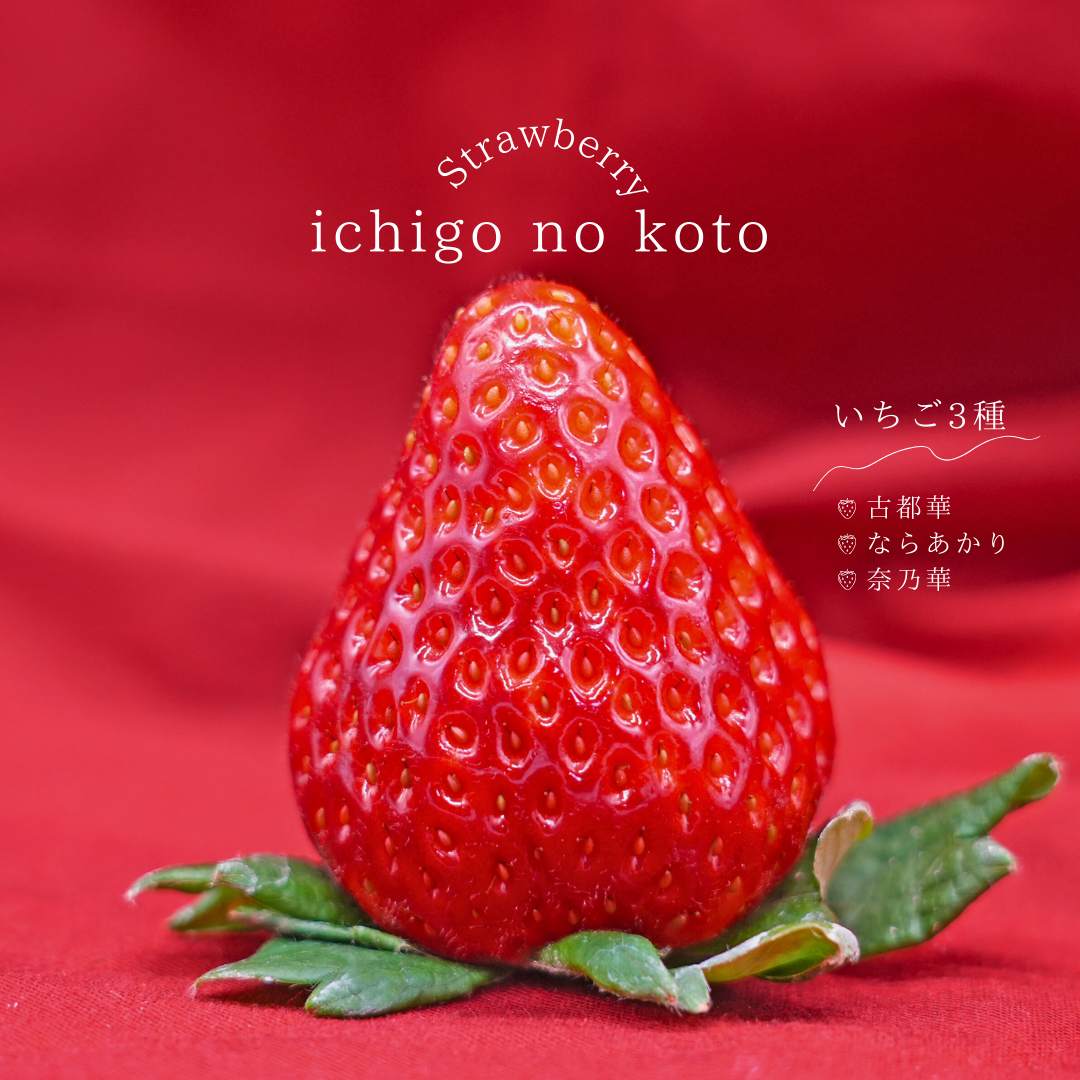 かわいやいちご④ 古都華 4Lサイズ8粒× 2P＞｜いちごをお取り寄せ・通販するなら