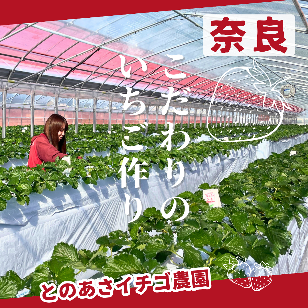 ならあかり - 4パック | いちごの古都│奈良県産の高級いちご