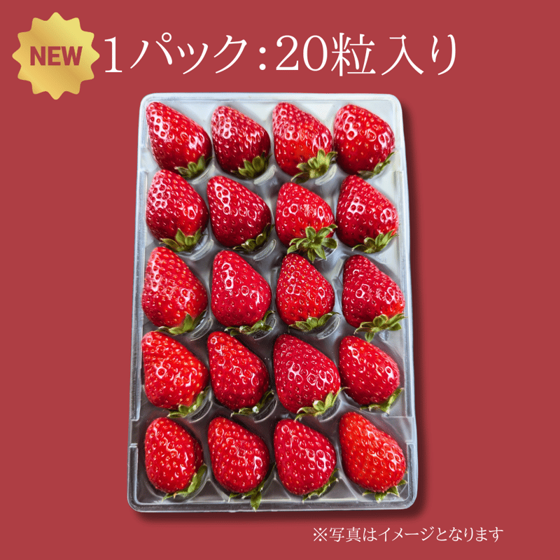 古都華（ことか）- 2パック（20粒入り×2パック） | いちごの古都