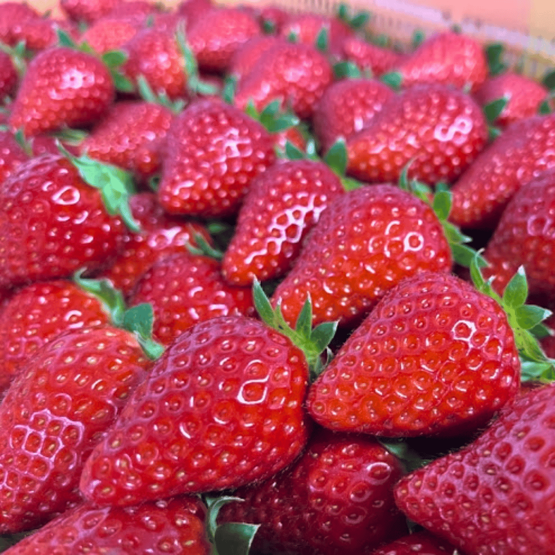 いちご様 Amazon.co.jp: TOBIFRU 奈良いちごラボ 奈良県産 3色いちご