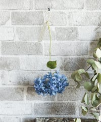 自家製ドライ紫陽花のシンプルスワッグ  青あじさい八重咲きM