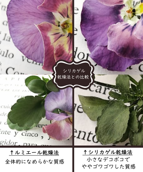 かんたん・綺麗・たくさん！生花そっくりに作る新しい乾燥法 ルミエールドライフラワー講座【シルバーセット】