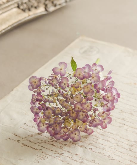 自家製ドライ紫陽花のシンプルスワッグ  おたふくM