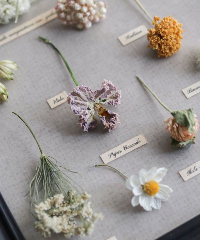 アンティーク調植物標本フレーム/春の野花 | Hana Akari