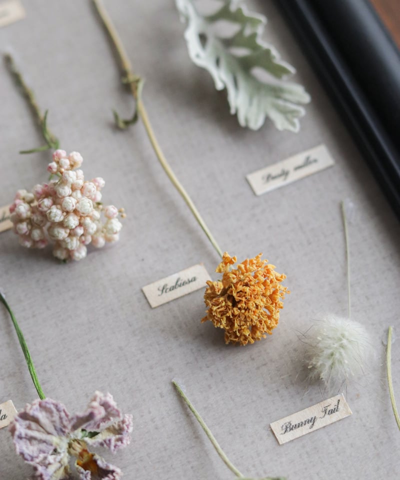 アンティーク調植物標本フレーム/春の野花 | Hana Akari